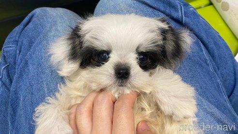 成約済の兵庫県のチワマル:チワワ×マルチーズ-337352の6枚目
